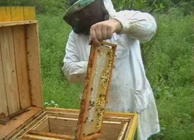 Видео Фильмы О Пчеловодстве